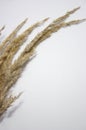 dried grass on a white