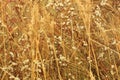 Dried grass with white fluffy flowers. Straw, hay on a foggy day light background with copy space Royalty Free Stock Photo