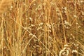 Dried grass with white fluffy flowers. Straw, hay on a foggy day light background with copy space Royalty Free Stock Photo