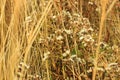 Dried grass with white fluffy flowers. Straw, hay on a foggy day light background with copy space Royalty Free Stock Photo