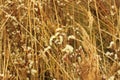 Dried grass with white fluffy flowers. Straw, hay on a foggy day light background with copy space Royalty Free Stock Photo