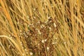 Dried grass with white fluffy flowers. Straw, hay on a foggy day light background with copy space Royalty Free Stock Photo