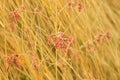 Dried grass with white fluffy flowers. Straw, hay on a foggy day light background with copy space Royalty Free Stock Photo