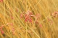 Dried grass with white fluffy flowers. Straw, hay on a foggy day light background with copy space Royalty Free Stock Photo