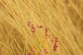 Dried grass with white fluffy flowers. Straw, hay on a foggy day light background with copy space Royalty Free Stock Photo