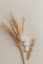 Dried Grass and White Stones on a Beige Background. Royalty Free Stock Photo