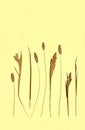 Dried Grasses Royalty Free Stock Photo