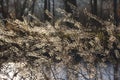 Dried grasses against the light. Nature in autumn Royalty Free Stock Photo