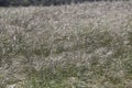 California Landscape Series - Field of Dried Grasses - Barnett Ranch in San Diego