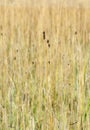 Dried Grasses, Reeds, and Rushes in a Marshy Meadow