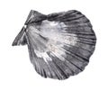 dried gray shell of escallop cutout on white