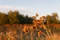 Dried greater burdock Royalty Free Stock Photo