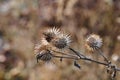 dried greater burdock (Arctium lappa) in a meadow Royalty Free Stock Photo