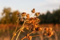 Dried greater burdock Royalty Free Stock Photo