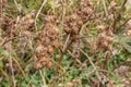 Dried greater burdock Royalty Free Stock Photo