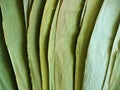 Dried green bamboo leaves in light and shadow Royalty Free Stock Photo