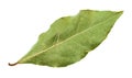 dried green bay leaf isolated on white Royalty Free Stock Photo