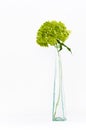 Dried green hortensia (hydrangea) flowers