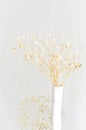 Dried gypsophila or dried Baby's Breath in blur background Royalty Free Stock Photo