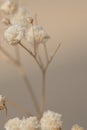 Dried gypsophila flowers macro shot