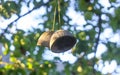 Dried half a coconut hanging on a tree branch in summer garden Royalty Free Stock Photo