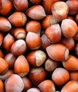 Dried hazelnuts close up view, harvested fruits in summer, nuts background