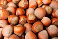 Dried hazelnuts close up view, harvested fruits in summer, nuts background