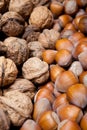 Dried hazelnuts and walnuts Royalty Free Stock Photo
