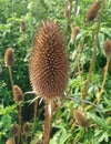 The dried head of a Dipsacus Sativus flower Royalty Free Stock Photo