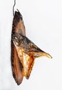 Dried head of fish with open jaws Royalty Free Stock Photo