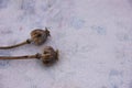 Dried heads with seeds  on white background - poppy stems Royalty Free Stock Photo