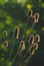 Dried heads of teasel