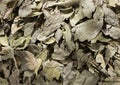 Dried and healing boldo leaves - Peumus boldus Royalty Free Stock Photo