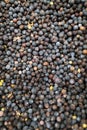 Dried healthy organic juniper berries. Background texture Royalty Free Stock Photo