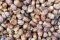 Dried Heap of Oleaster in Turkish Nuts Bazzar