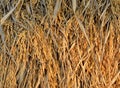 Dried heap paddy jasmine rice background