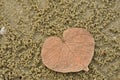 Dried hearth leaf with crab sand on the beach Royalty Free Stock Photo