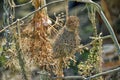 Dried herb bundle