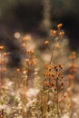 Dried herbs glow in daylight.