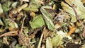 Dried herbs, leaves and stems, soothing herbal collection, macro