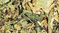 Dried herbs, leaves and stems, soothing herbal collection, macro