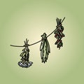 Dried herbs on a thread flat vector style image on green background