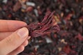 Dried hibiscus in a hand on a egyptian hibiscus dry red tea (karkade) background Royalty Free Stock Photo