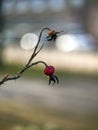 Dried hips of wild rose on a branch with spines