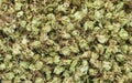 Dried hops flowers, natural row material for brewery production