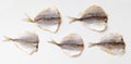 Dried horse mackerel fish isolated on white background Royalty Free Stock Photo