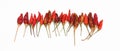 Dried hot chili peppers isolated Royalty Free Stock Photo