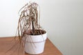 The dried house plant dracaena