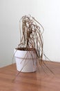 The dried house plant