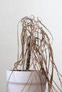 The dried house plant Royalty Free Stock Photo